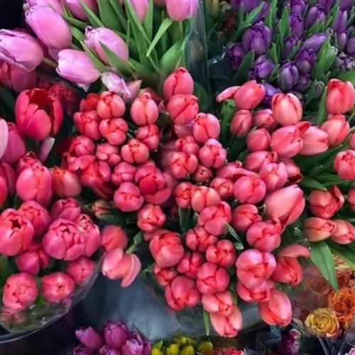 Love in Spring - Designer's Choice